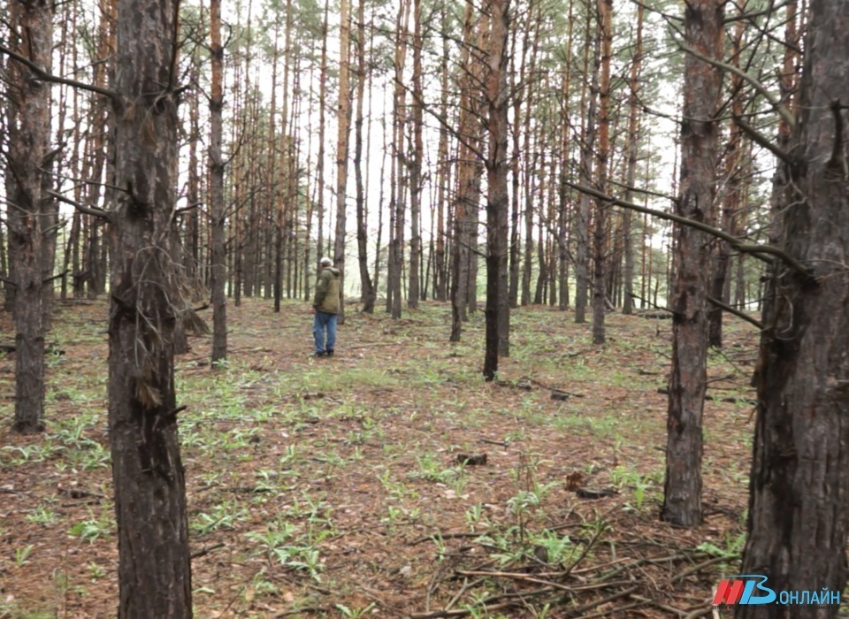 В Волгоградской области начали облагораживать леса